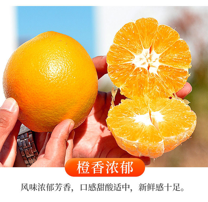 高山脐橙 详情图 7
