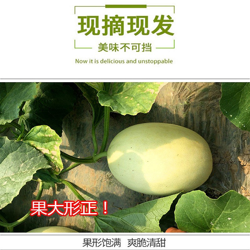 玉菇甜瓜 详情图 4